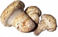 Matsutake