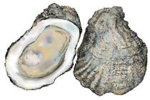 Oesters