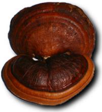 Reishi