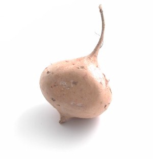 Yamboon